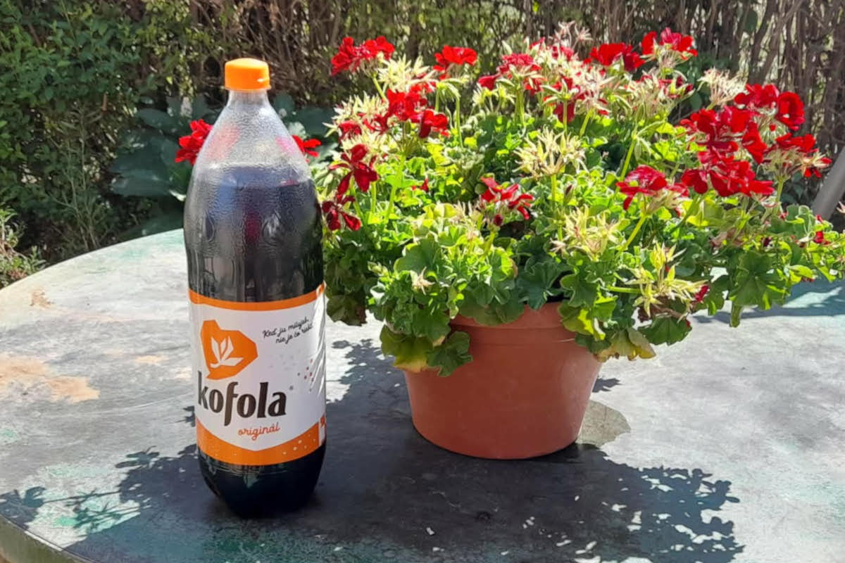 kofola.jpg